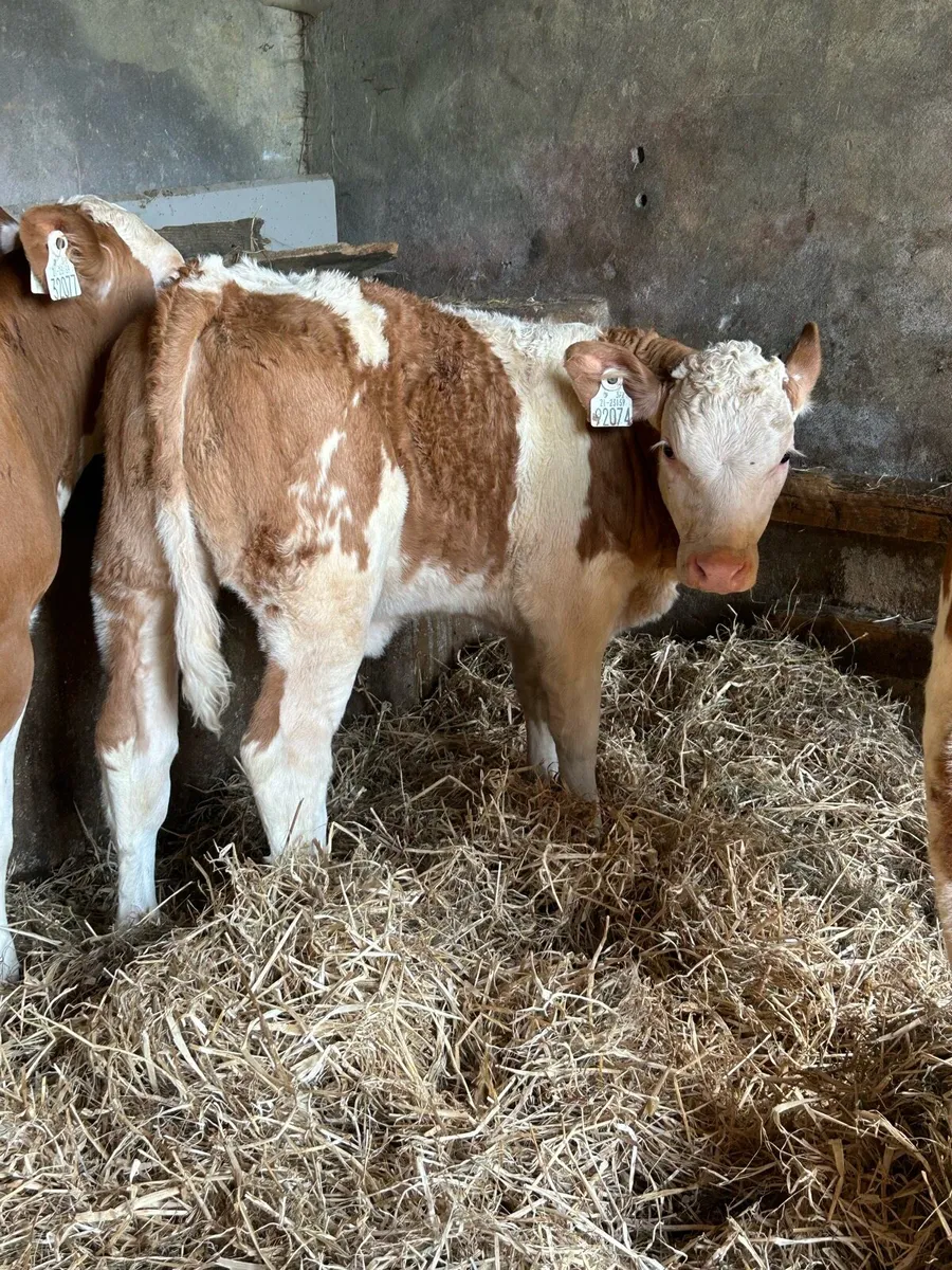 3 Super PB  Simmental Heifers - Image 4