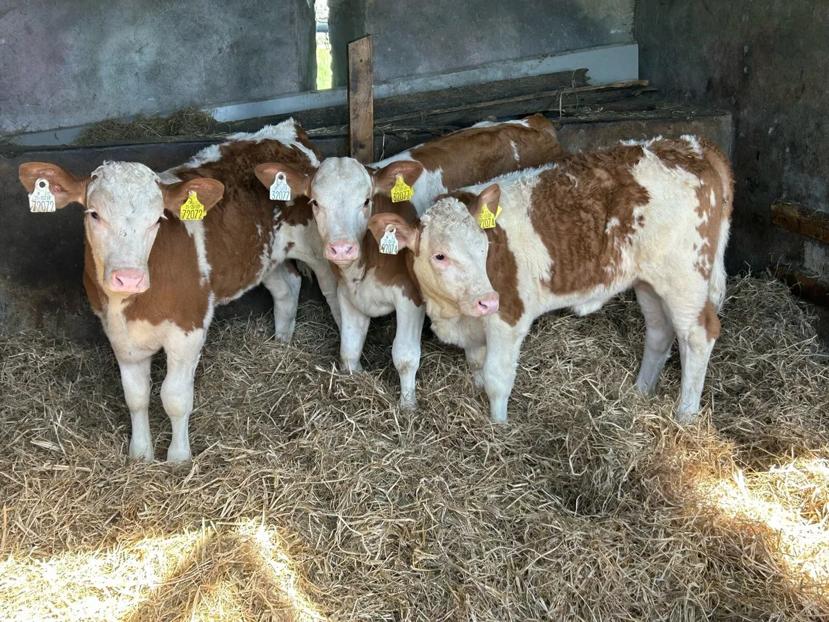 3 Super PB  Simmental Heifers - Image 1