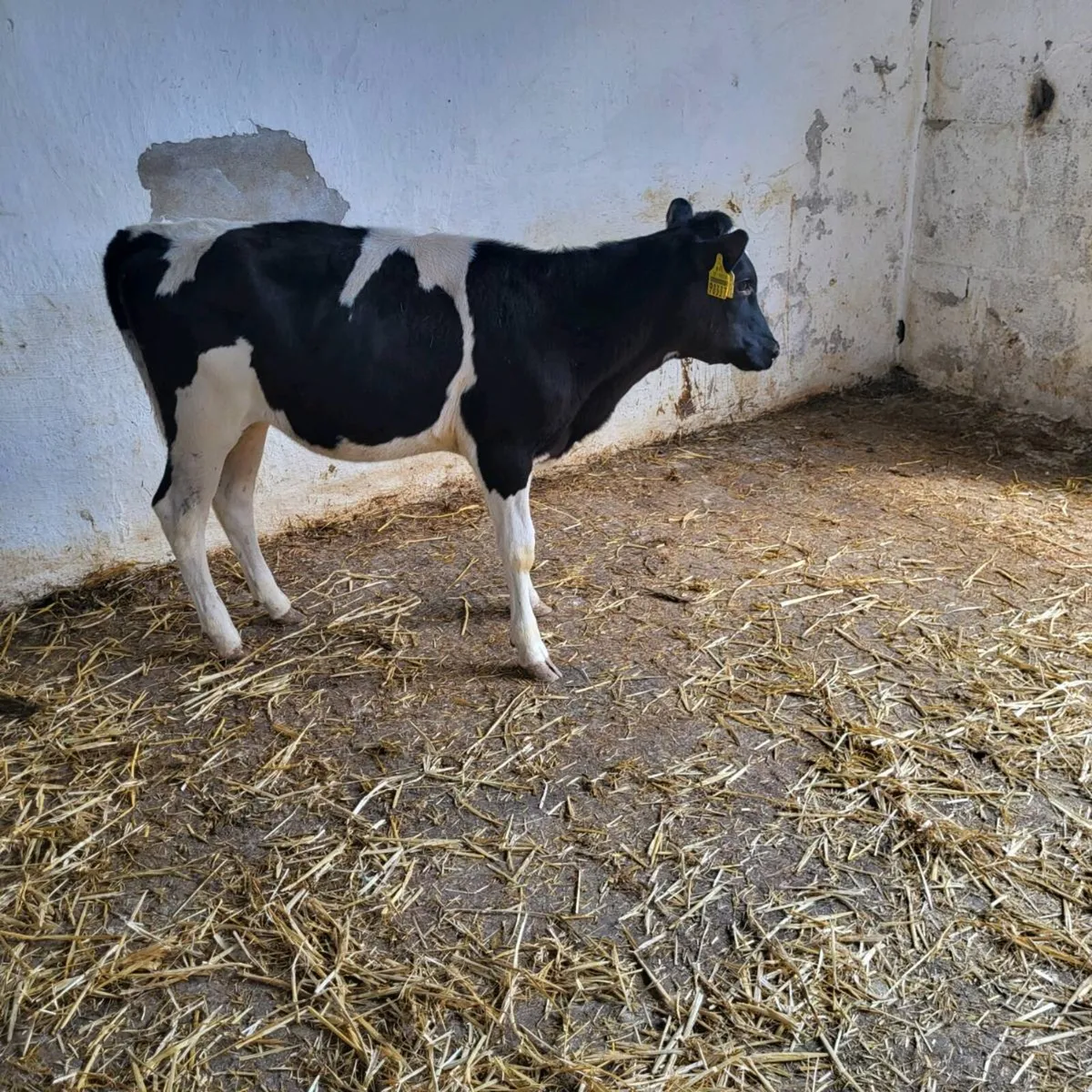 Pedigree friesian  heifer  calf - Image 3