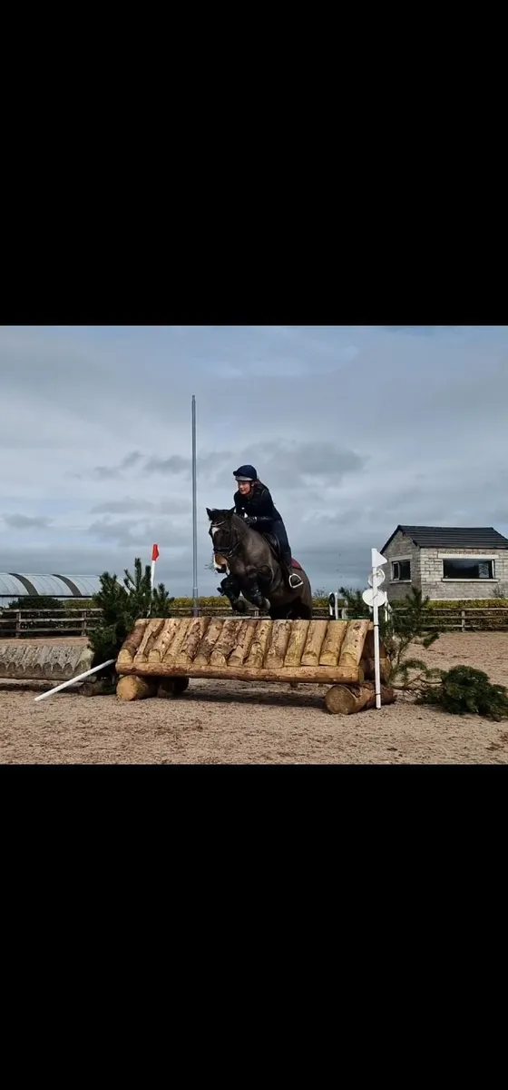 Super event pony - Image 4