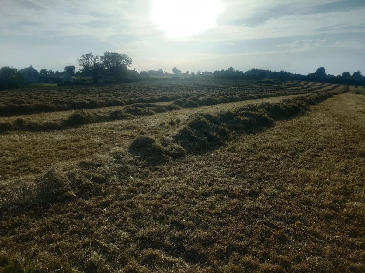 Hay - Image 2