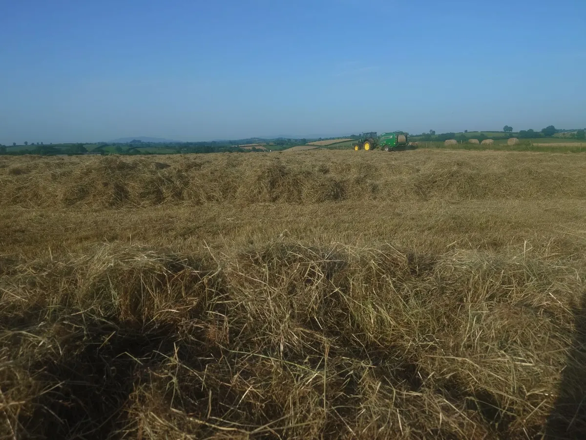 Hay - Image 1
