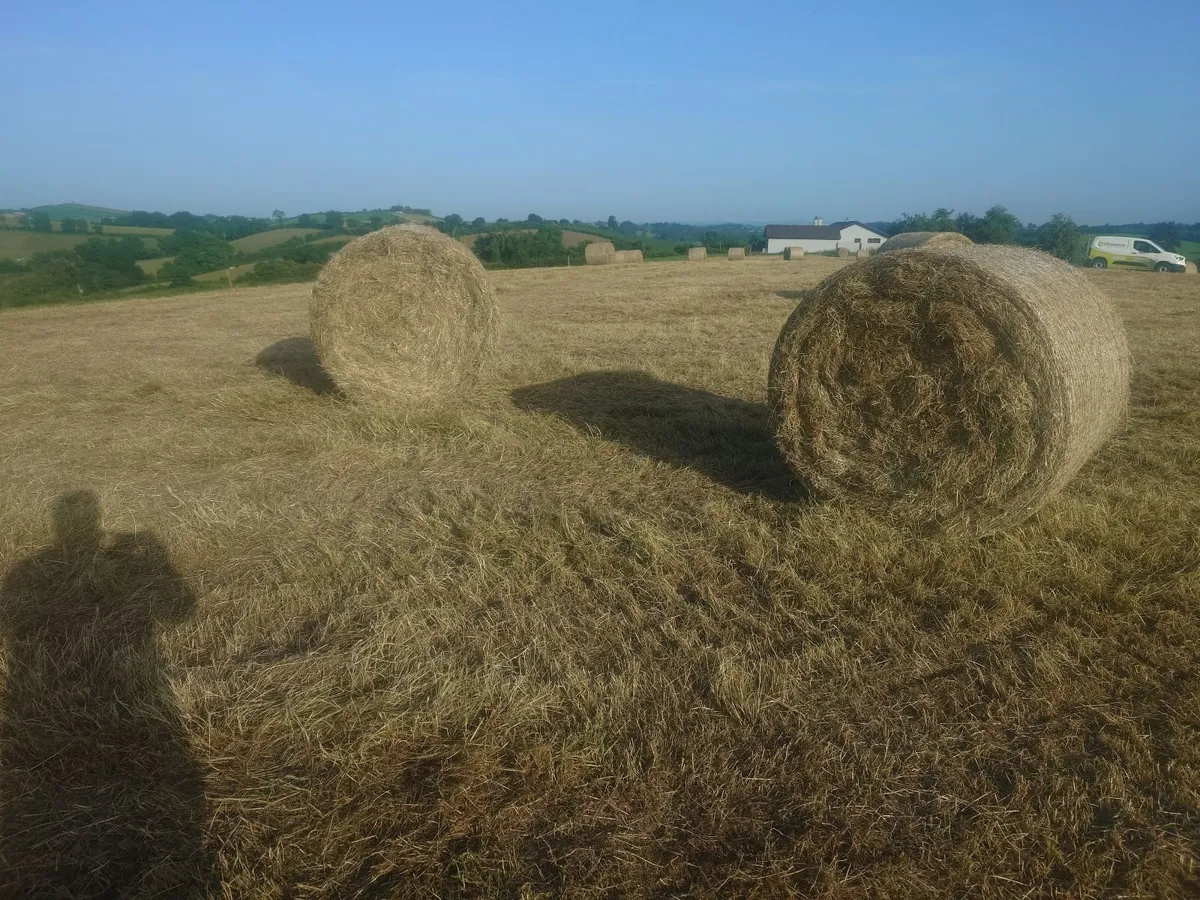 Hay - Image 4