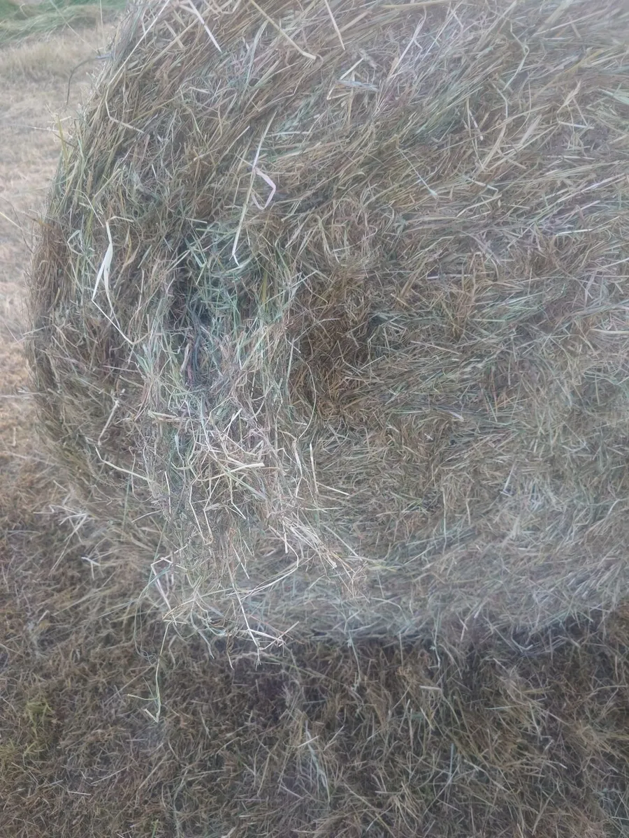 Hay - Image 3