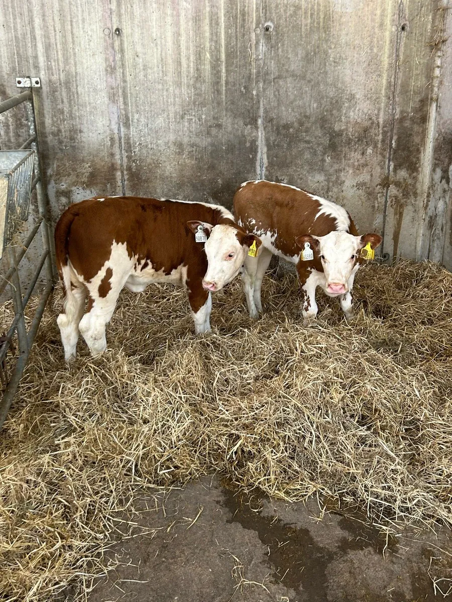 Serious Suckler Bred Hereford Runner Heifers - Image 1