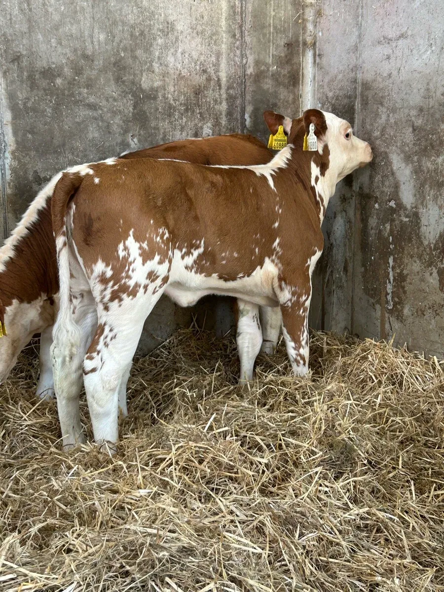 Serious Suckler Bred Hereford Runner Heifers - Image 2