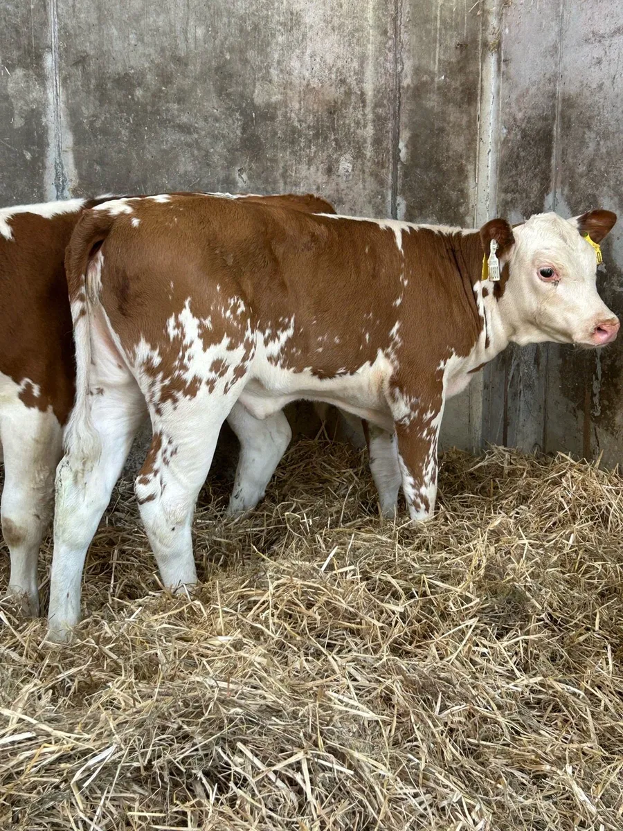 Serious Suckler Bred Hereford Runner Heifers - Image 3