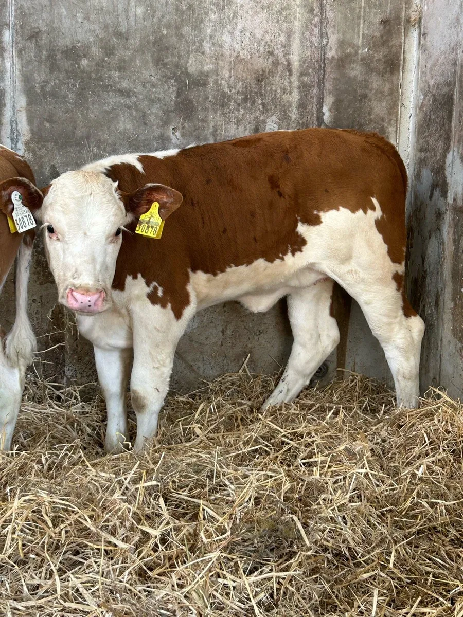 Serious Suckler Bred Hereford Runner Heifers - Image 4