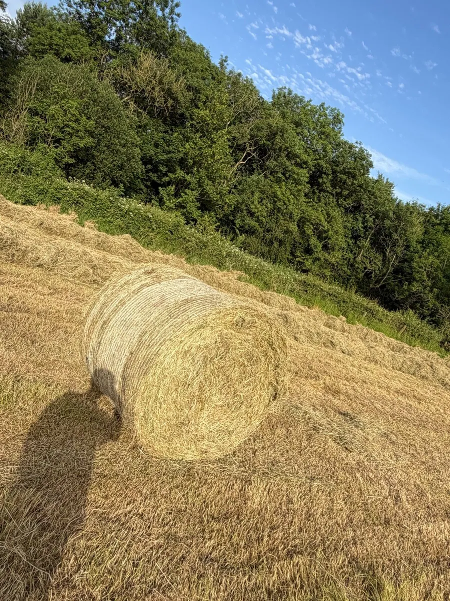 Hay - Image 1