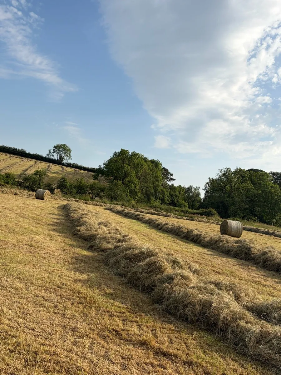 Hay - Image 2