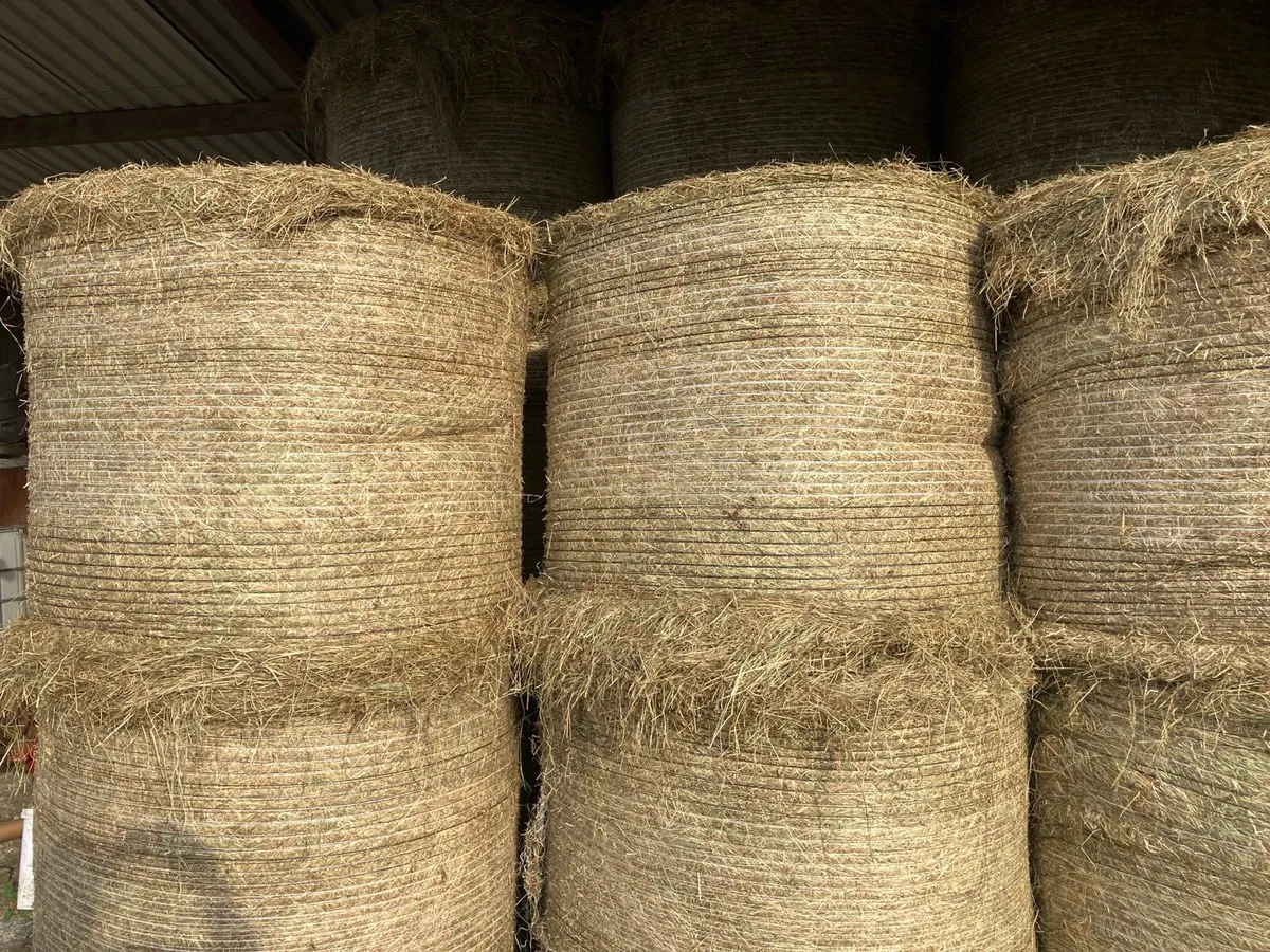 Hay - Image 1