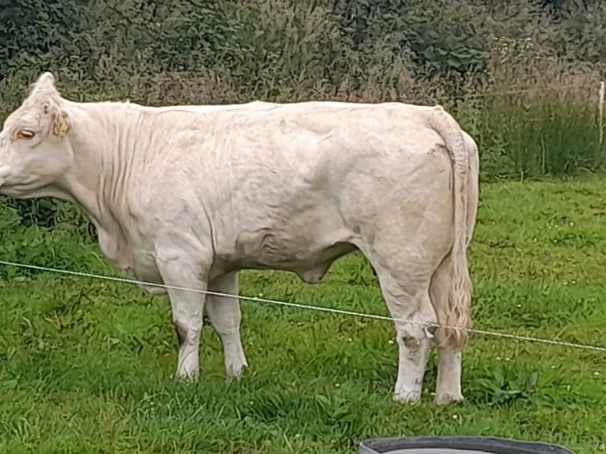 CHX Cow heifer - Image 2