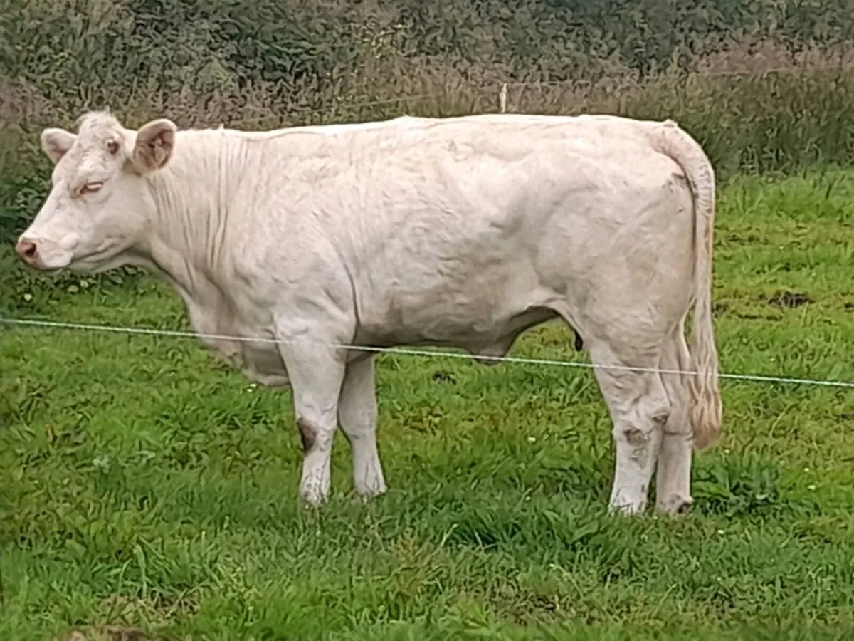 CHX Cow heifer - Image 3