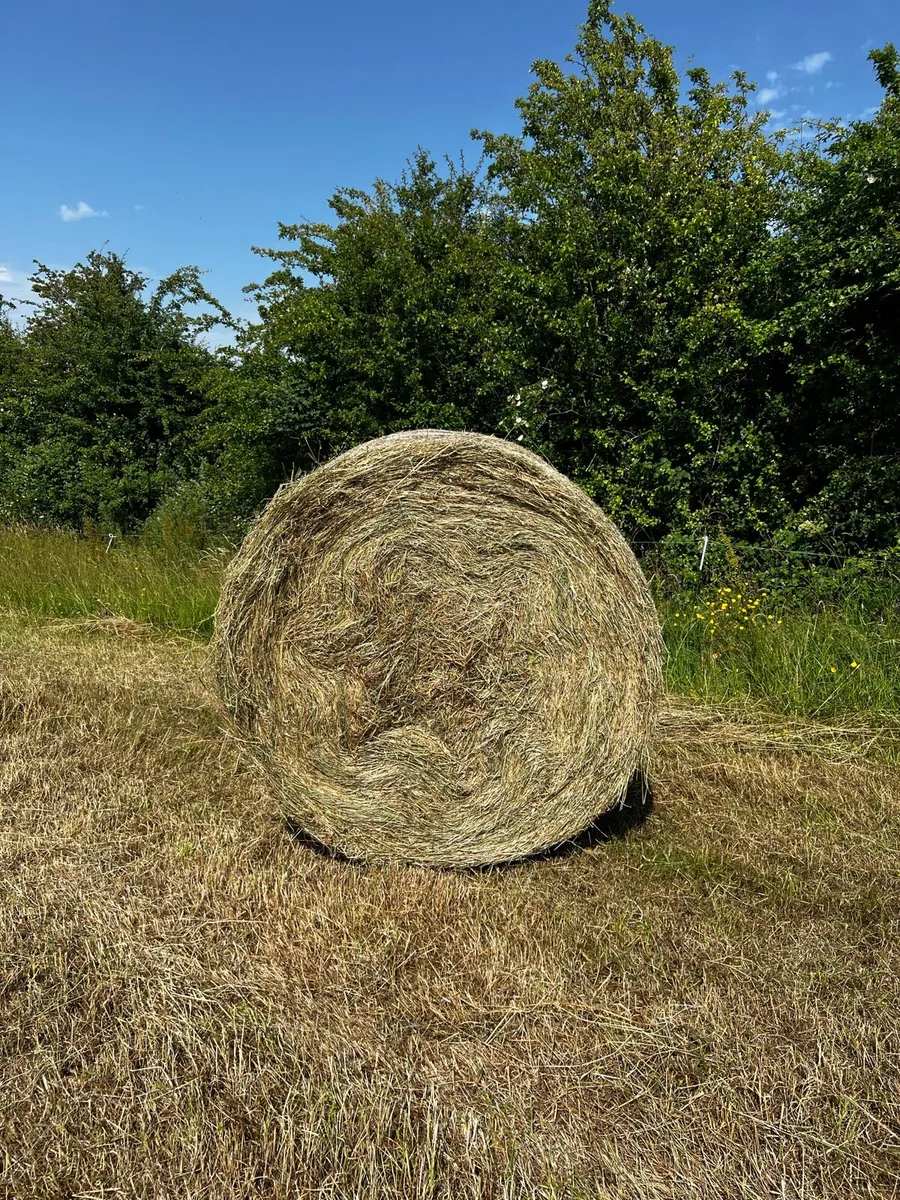 Hay - Image 1