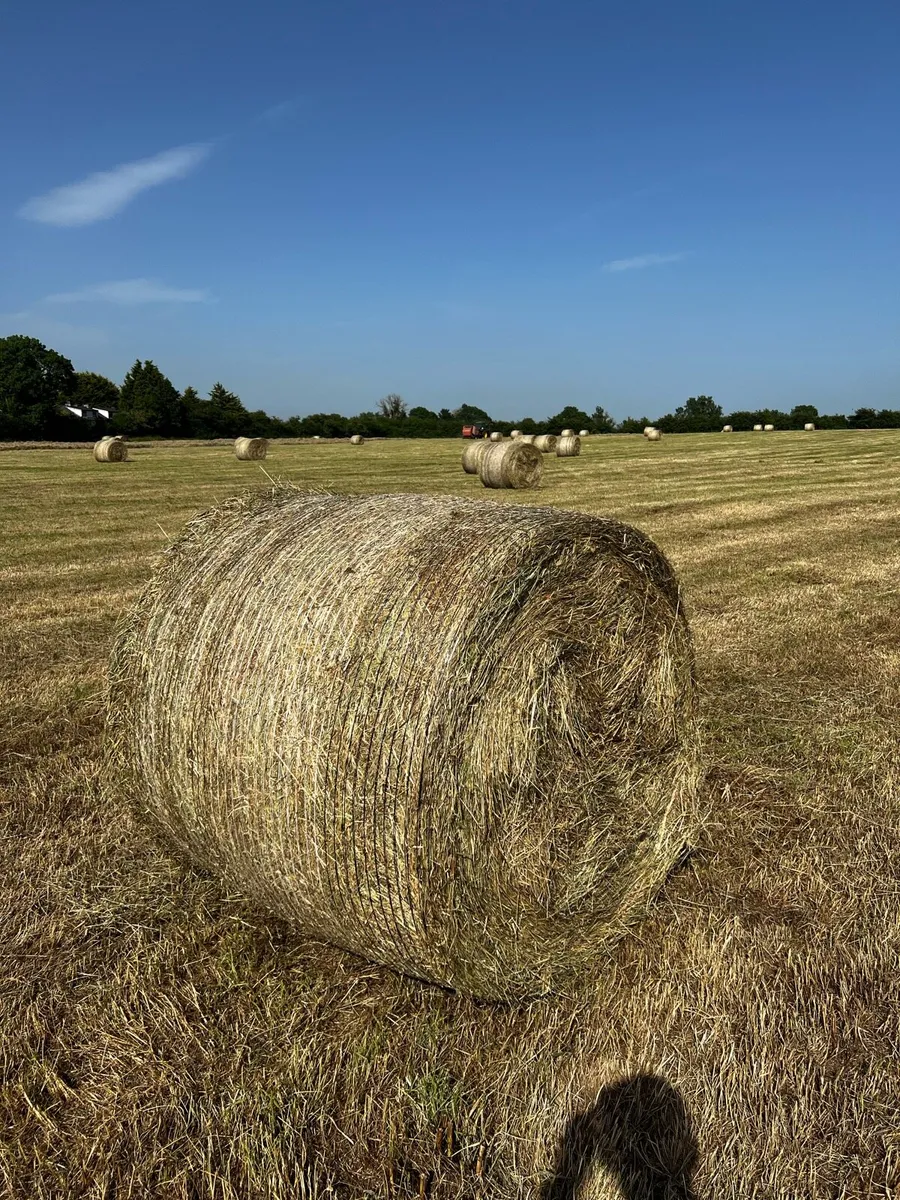 Hay - Image 2