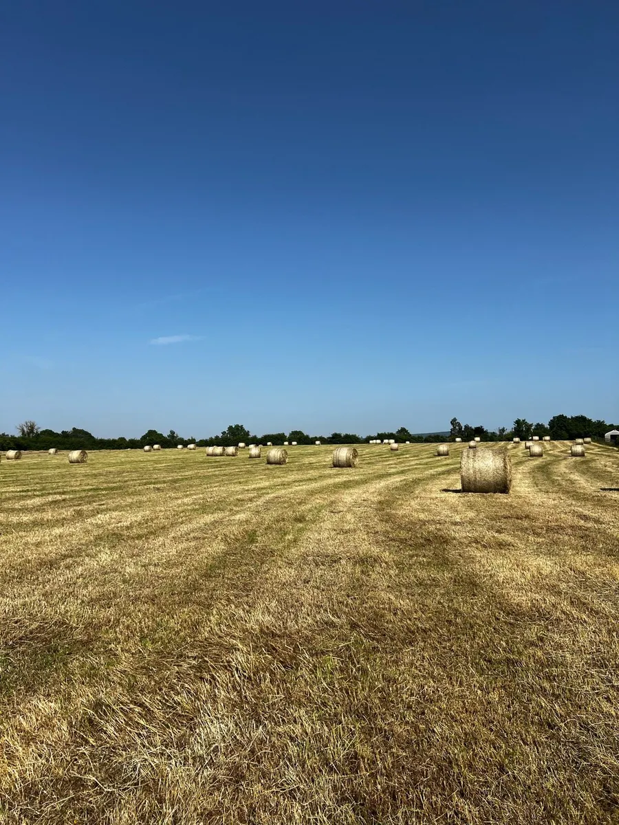 Hay - Image 3