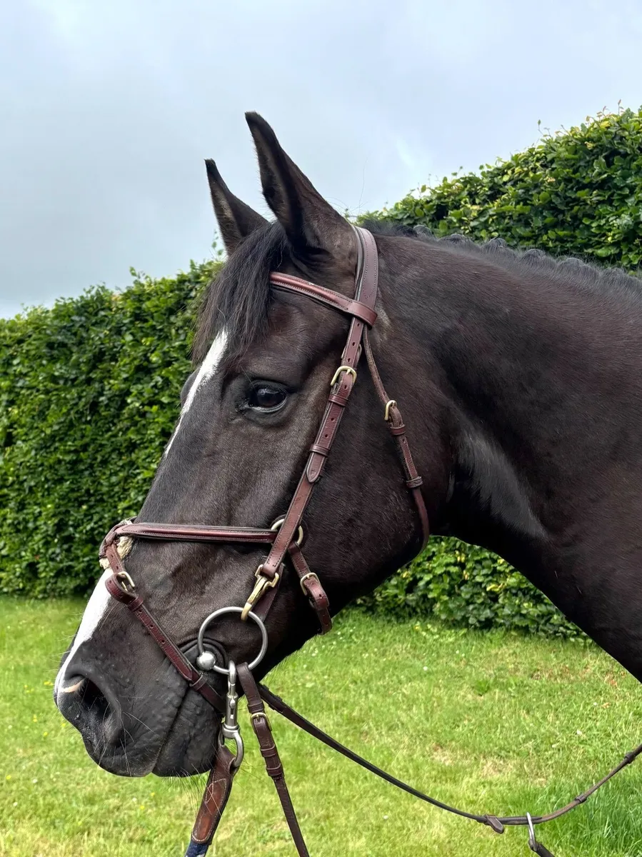 Flashy Black Horse - Image 1
