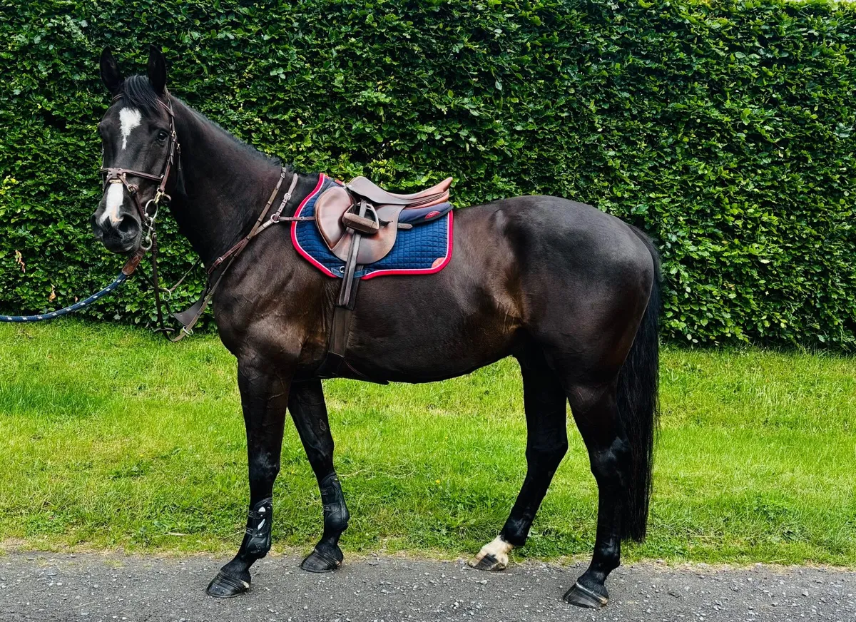 Flashy Black Horse - Image 3