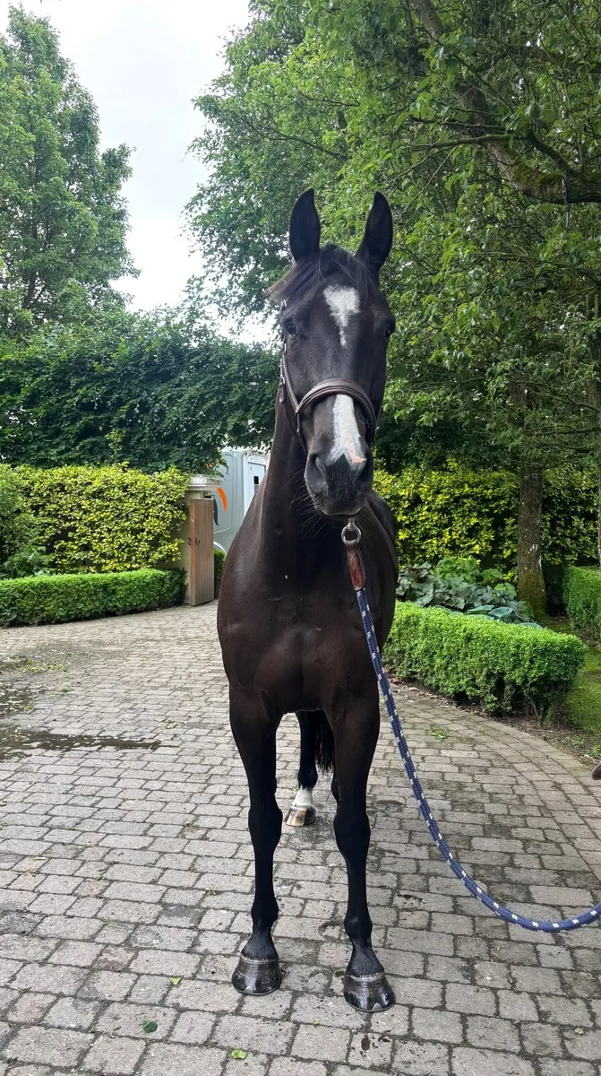 Flashy Black Horse - Image 4