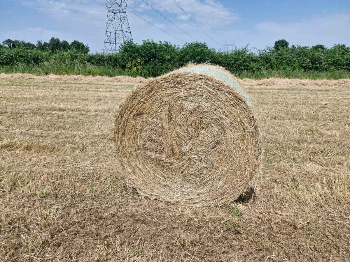 hay - Image 1