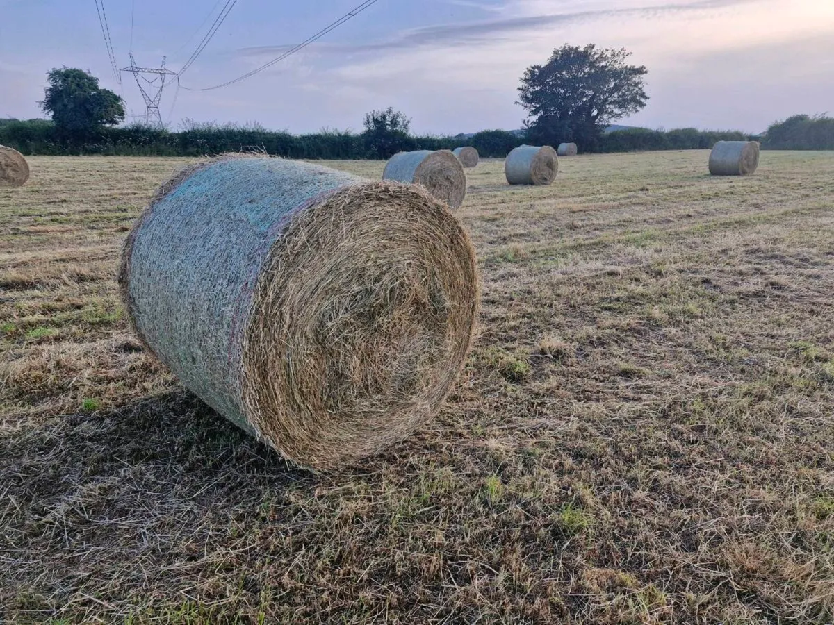 hay - Image 2