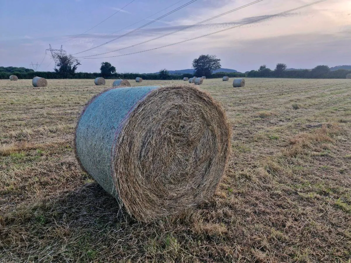 hay - Image 3