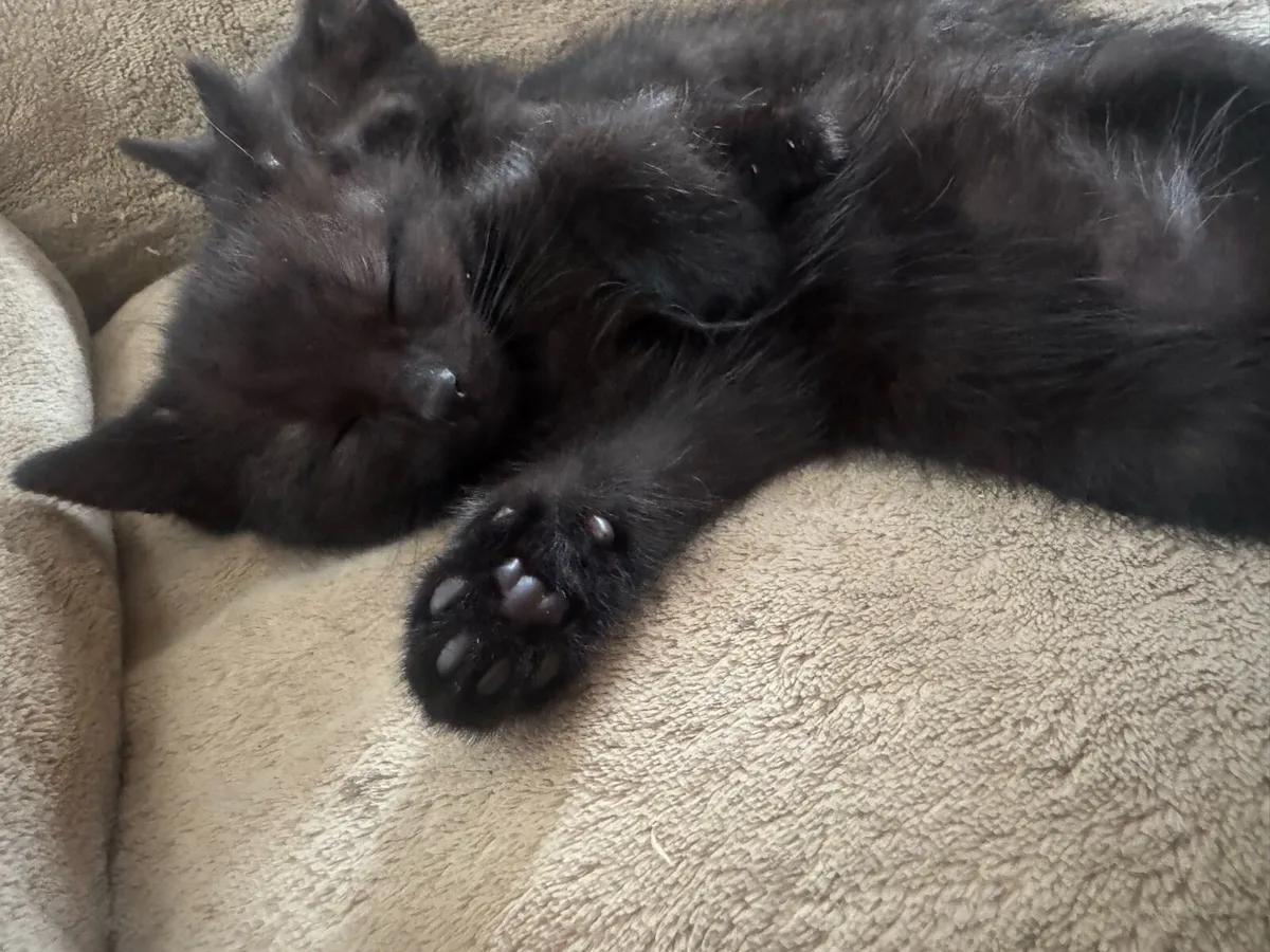 Kittens - Image 4