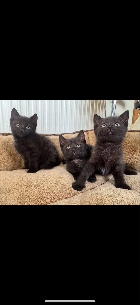 Kittens - Image 3