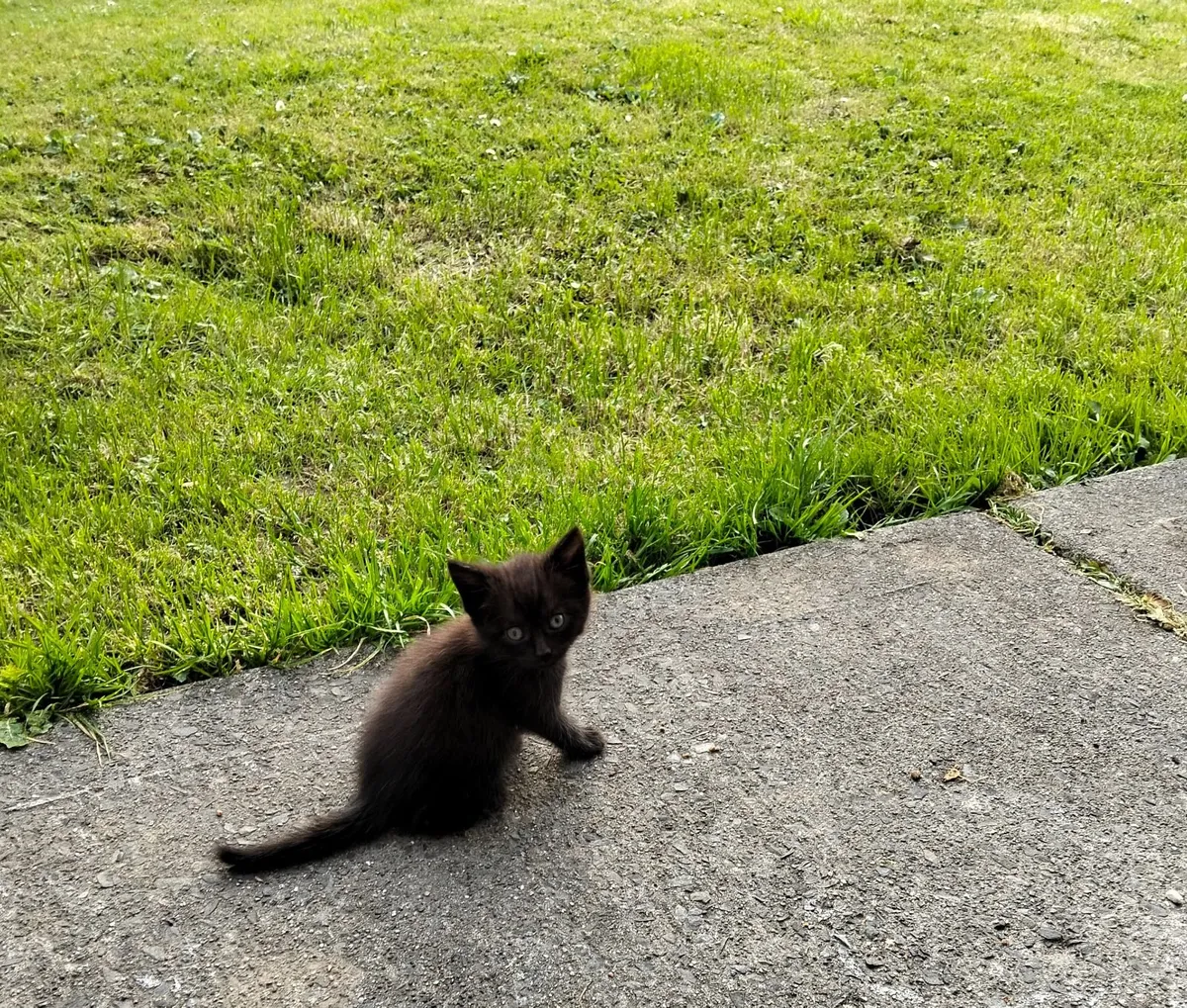 Cats - Image 3