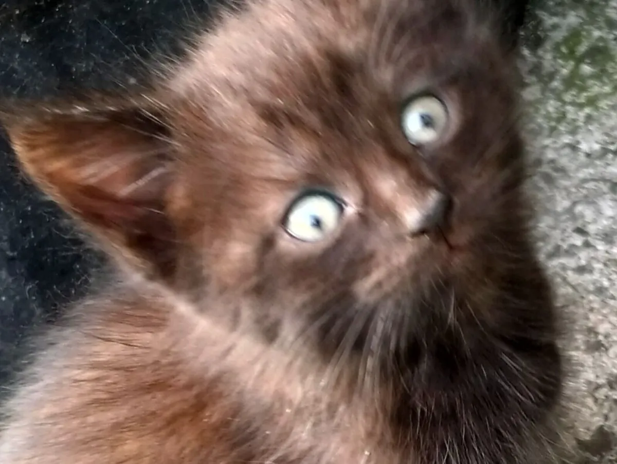 Cats - Image 1