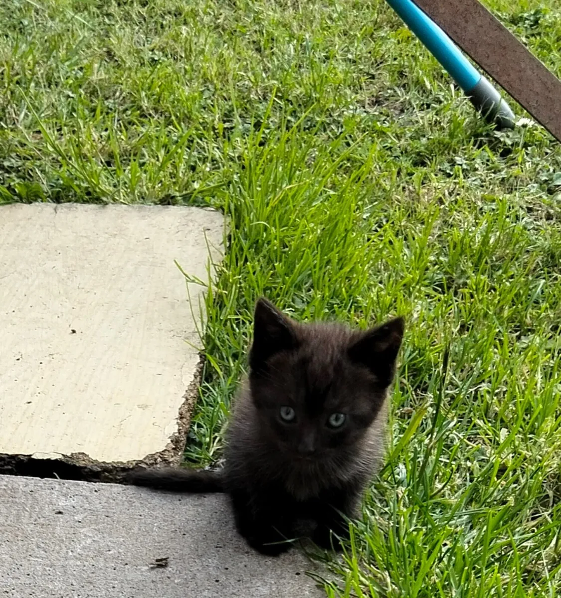 Cats - Image 2