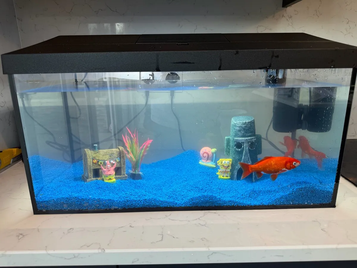 Fish and Tank for Sale. - Image 2