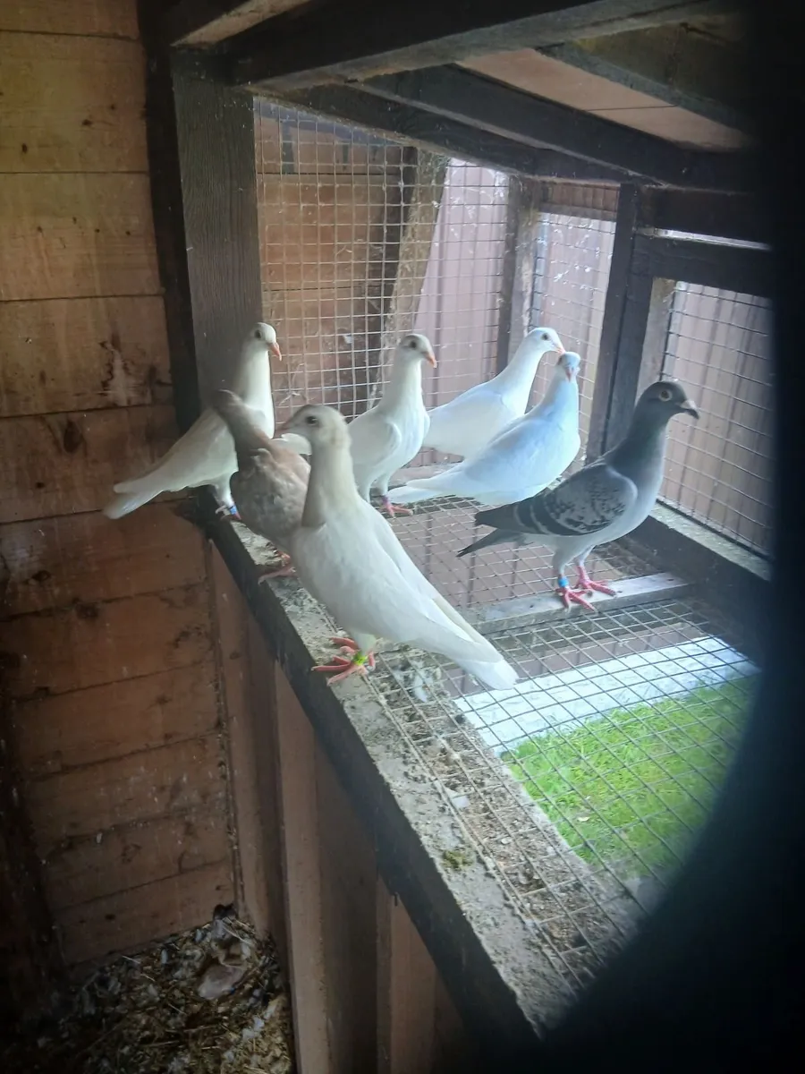 Birds - Image 1