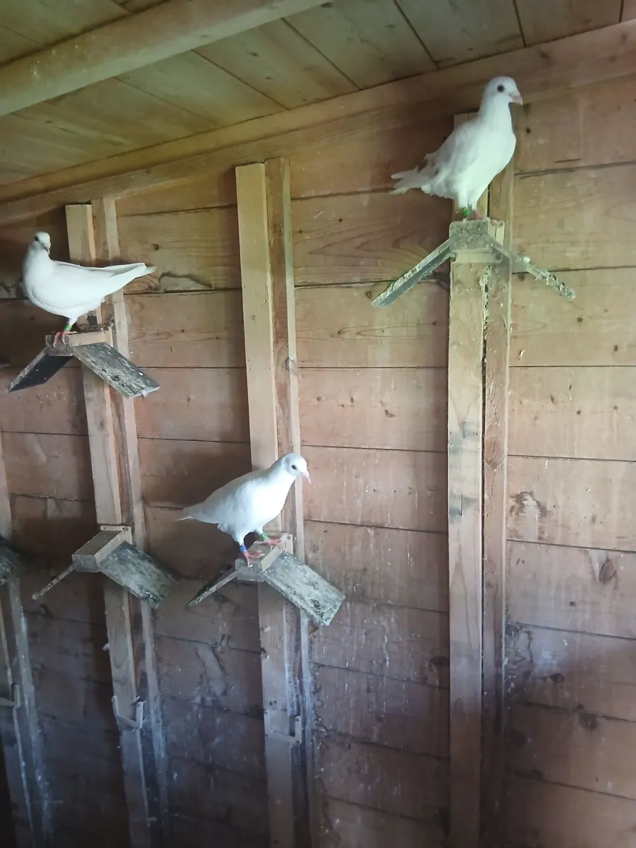 Birds - Image 2