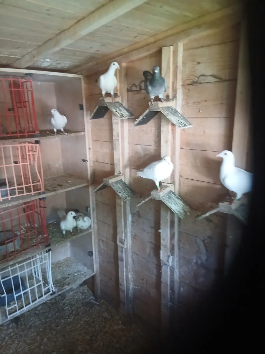 Birds - Image 3