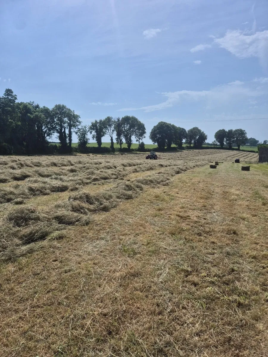 Square bales of hay - Image 3