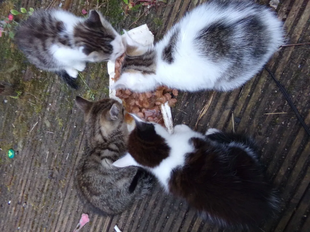 Cittens - Image 2