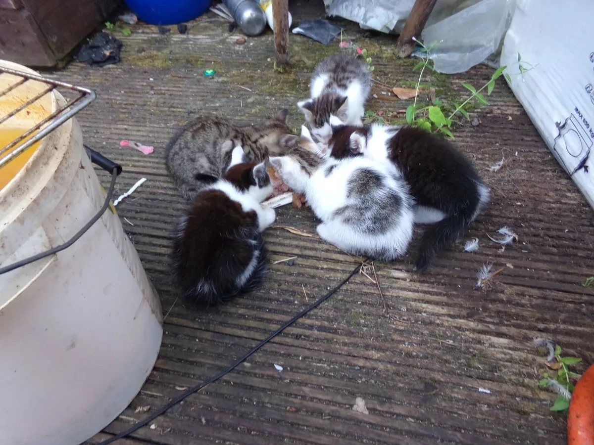 Cittens - Image 3
