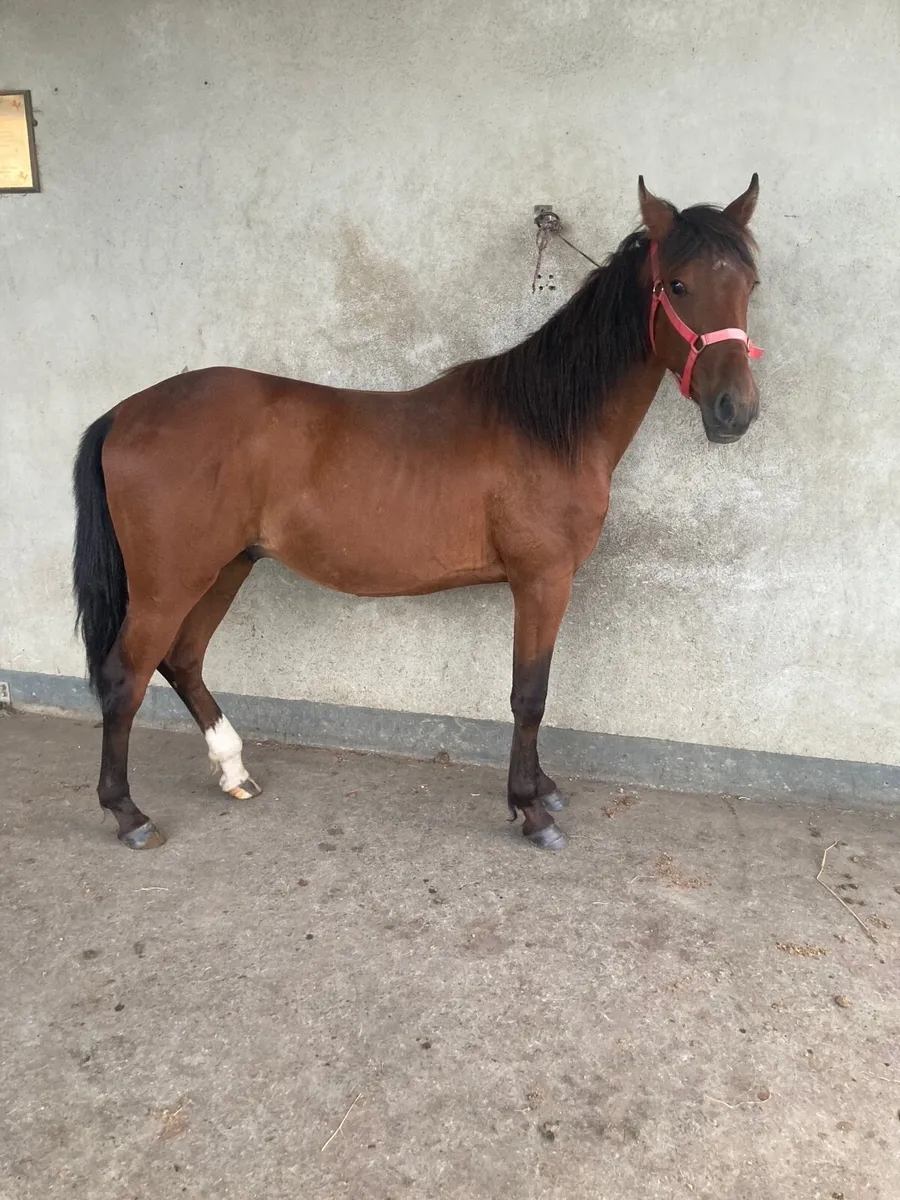 X2 full Breed Horses - Image 2