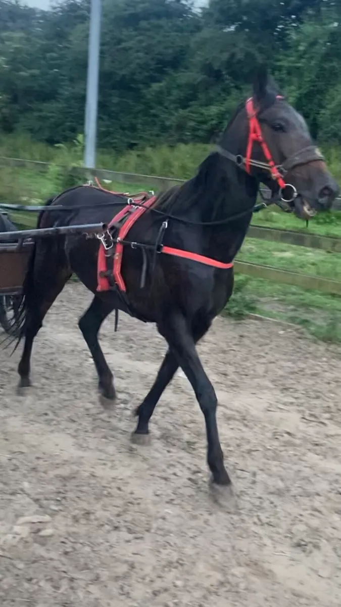 X2 full Breed Horses - Image 1