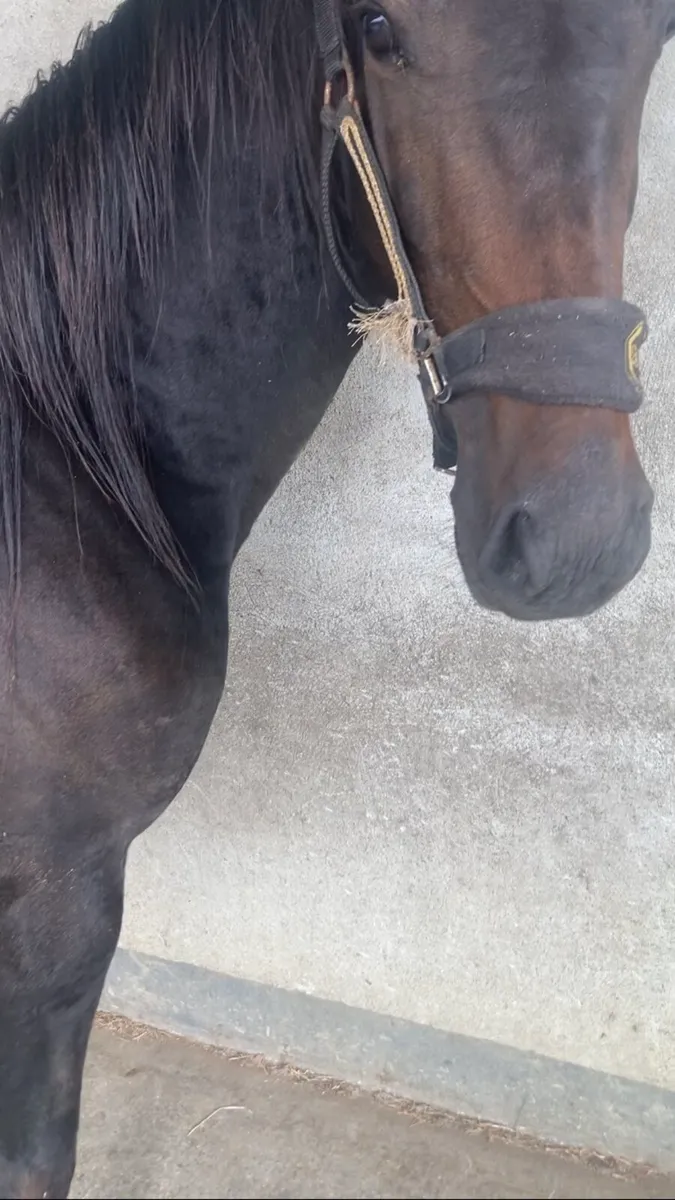 X2 full Breed Horses - Image 3