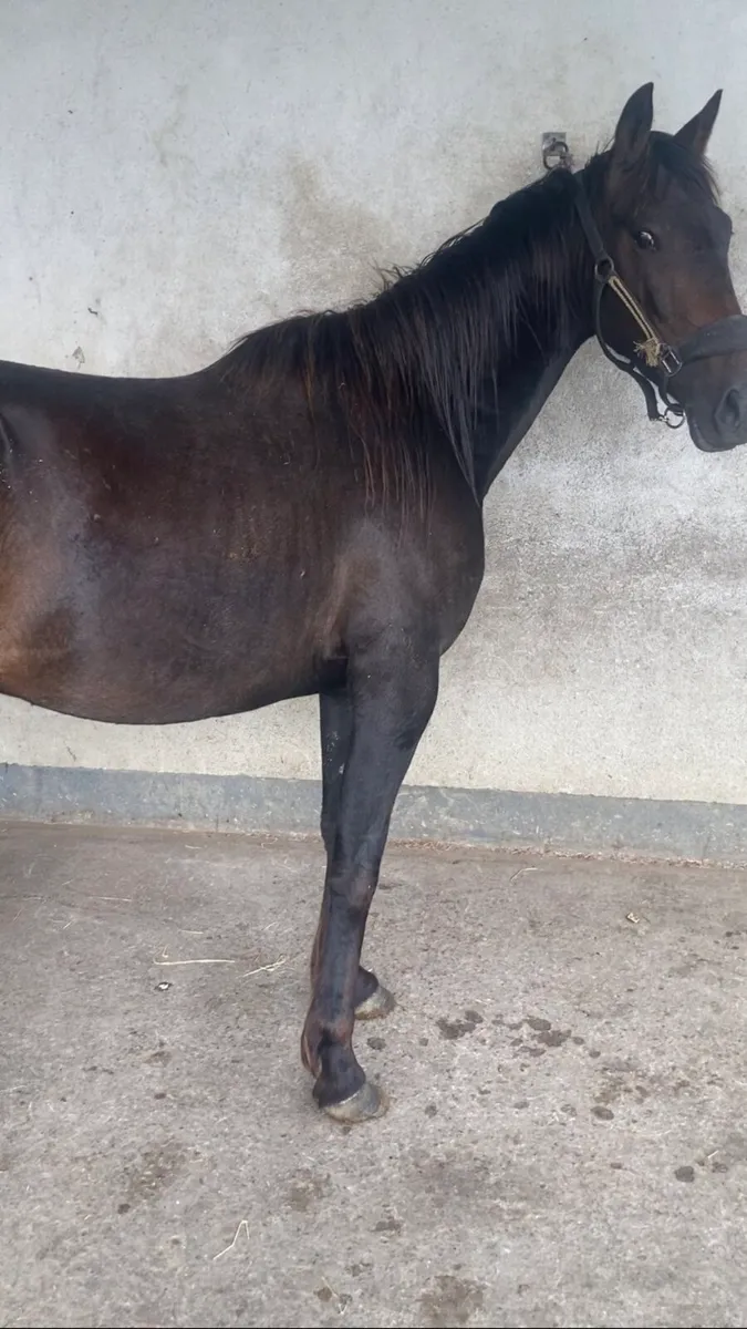 X2 full Breed Horses - Image 4