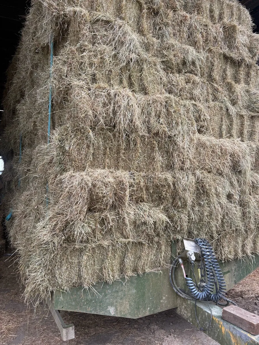 Square bales of hay - Image 2
