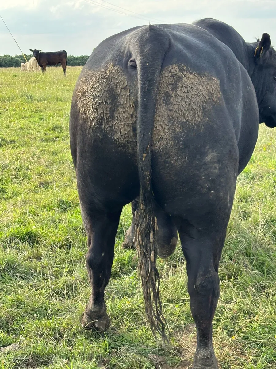 3yr old Pedigree Angus Stock Bull - Image 3