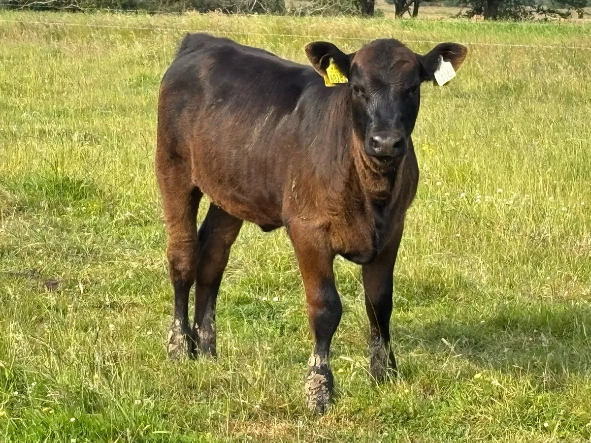 3yr old Pedigree Angus Stock Bull - Image 4