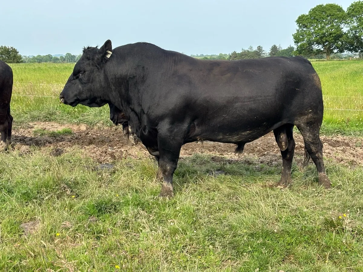 3yr old Pedigree Angus Stock Bull - Image 1