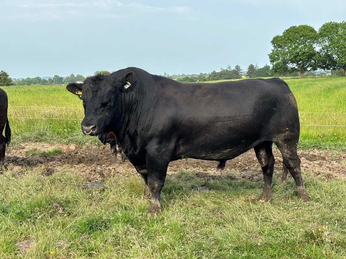 3yr old Pedigree Angus Stock Bull - Image 2