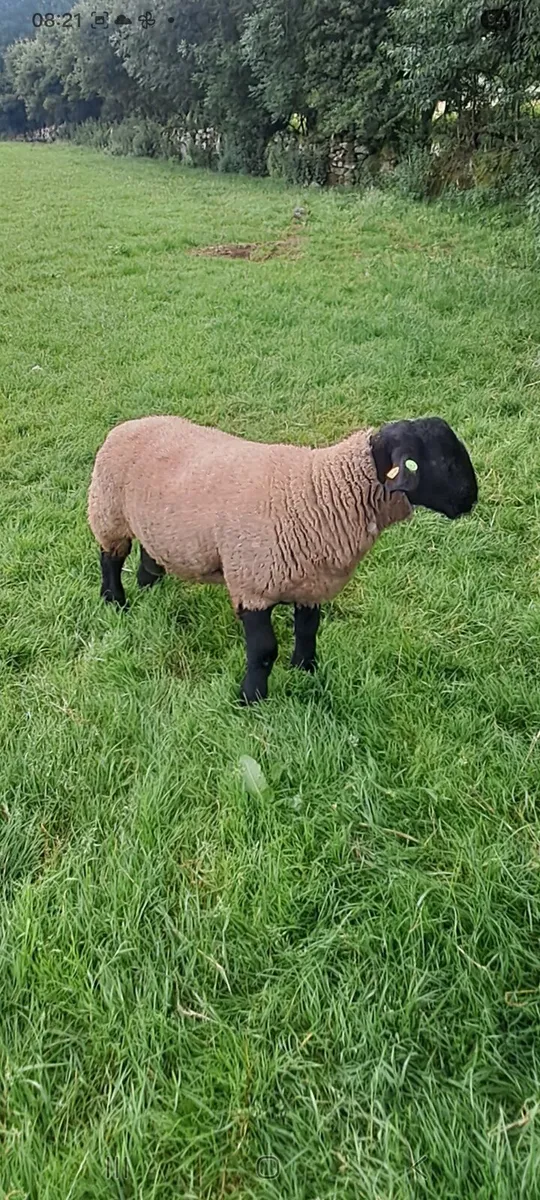 Pedigree charollais and suffolk ram lambs - Image 2
