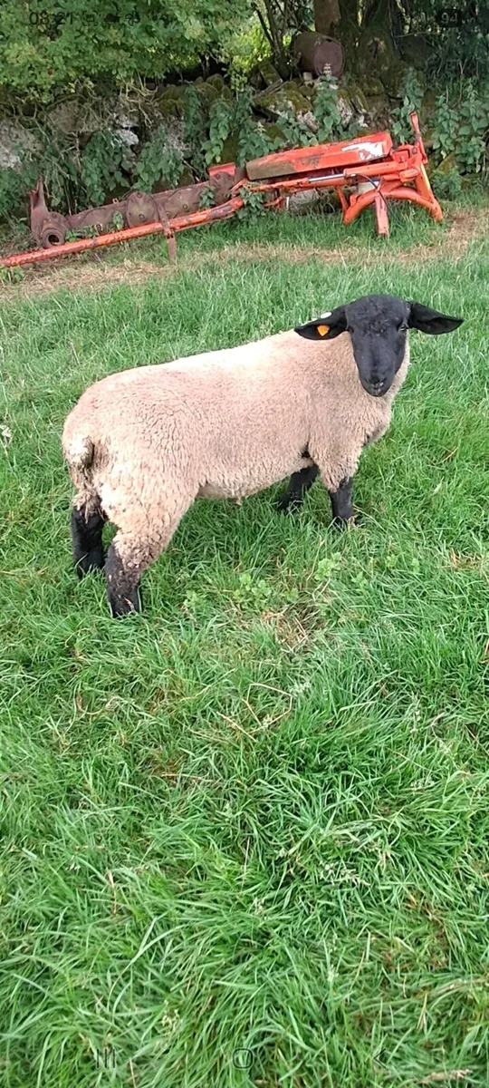 Pedigree charollais and suffolk ram lambs - Image 3