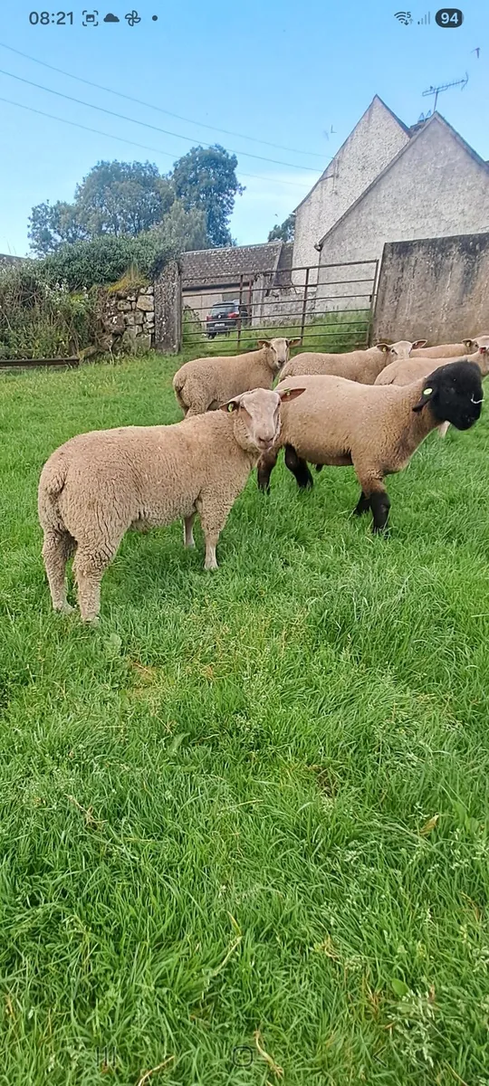 Pedigree charollais and suffolk ram lambs - Image 4